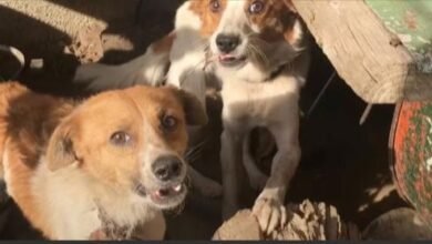 Dog Siblings Chained Out Together, Never Supposed To See Each Other Again