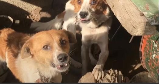 Dog Siblings Chained Out Together, Never Supposed To See Each Other Again