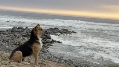 Dog Stares Out To The Sea Daily For Owner Who Is Not Coming Back