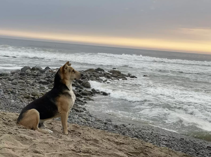 Dog Stares Out To The Sea Daily For Owner Who Is Not Coming Back