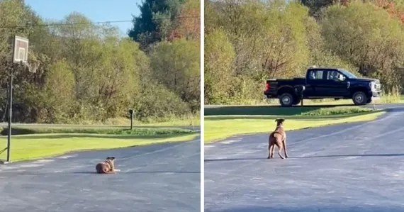 Dog Waits All Day For The Man Who Saved Her To Come Home From Work