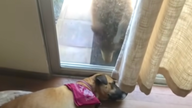 Dog Wakes Up From A Nap To Unannounced Guest At The Door