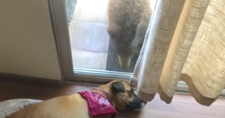 Dog Wakes Up From A Nap To Unannounced Guest At The Door