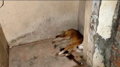 Dog Found On The Edge Of Death In An Abandoned Building