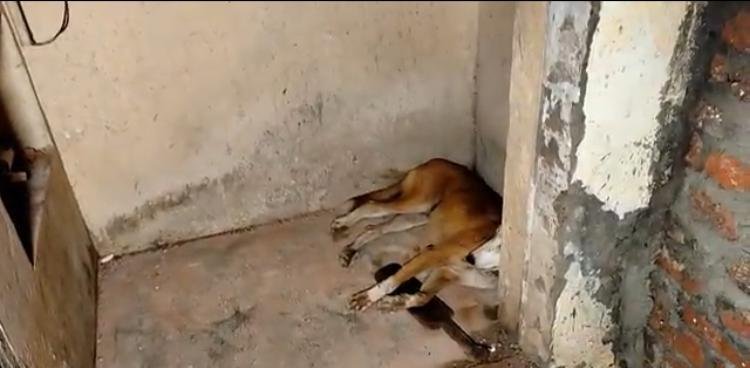 Dog Found On The Edge Of Death In An Abandoned Building