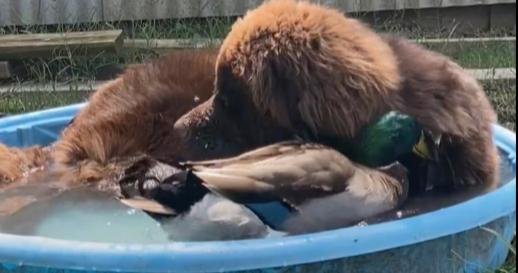 Duck And Dog Have. A Great Friendship Together, They’re Even Protective Of One Another