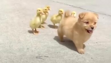Ducklings Mistake Pup For Their Mama, They Even Follow Her Around