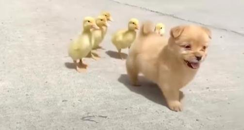 Ducklings Mistake Pup For Their Mama, They Even Follow Her Around