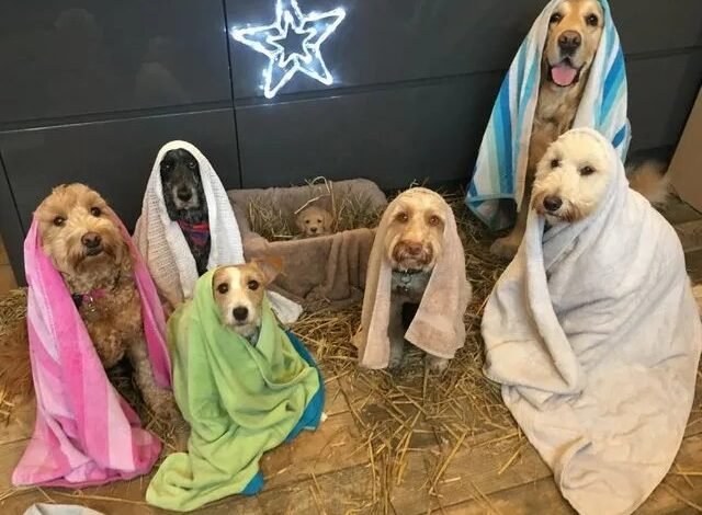 Freshly Groomed Dogs Pose In The Nativity Scene By Their Own