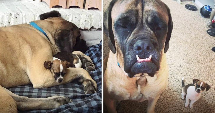 Gentle Giant Falls In Love With Her New Little Sister From The First Sight