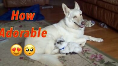 German Shepherd Is So Happy To Be The Mom Of Baby Goat, Who Thinks She Is