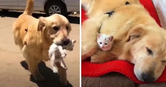 Golden Retriever Carries Stray Kitten Who Was About To Die To Keep As Her Own