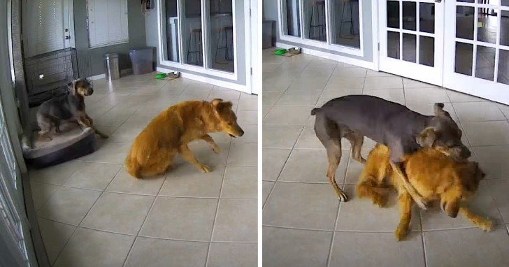 Golden Retriever Has A Seizure, Owner Brings Catahoula Cur Dog Who Really Helps Him