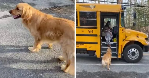 Golden Retriever Waits For School Bus To Help Her Little Human Sister