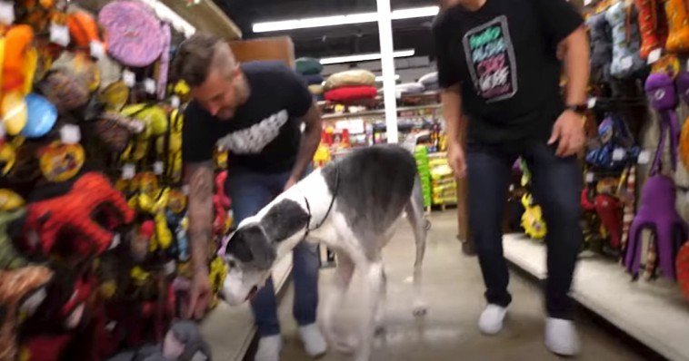 Great Dane Is Taken To Pet Store For Christmas, Bought Everything He Touches