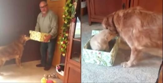 Grieving Dog Gets Christmas Gift To Fill The Recent Loss In His Life