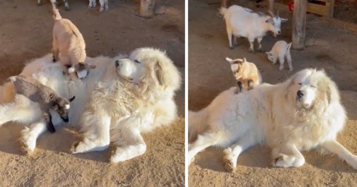 Guard Dog Finally Loves His New Life As A Baby Goat Playground