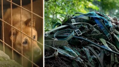 HSUS Rescued More Than 50 Dogs After Raiding A Dog Meat Farm