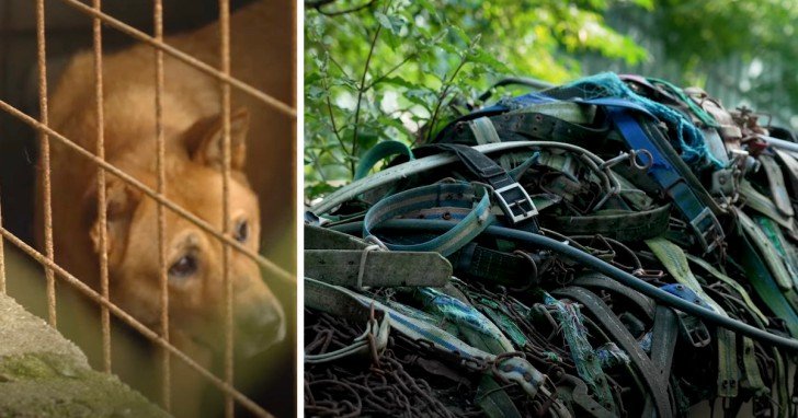 HSUS Rescued More Than 50 Dogs After Raiding A Dog Meat Farm