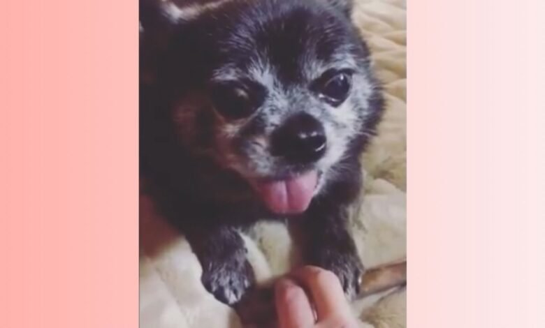 He Went To Adopt Dog Everyone Wanted, Ended Up Adopting ‘Grumpy Old Dog’