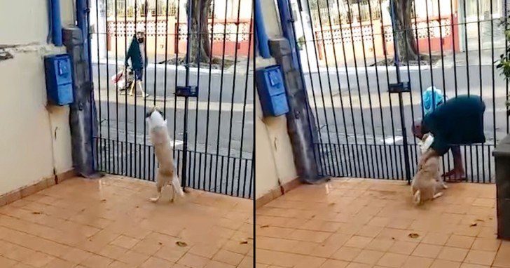 Homeless Man Visits Dog Every Day To Partake In A Daily Routine