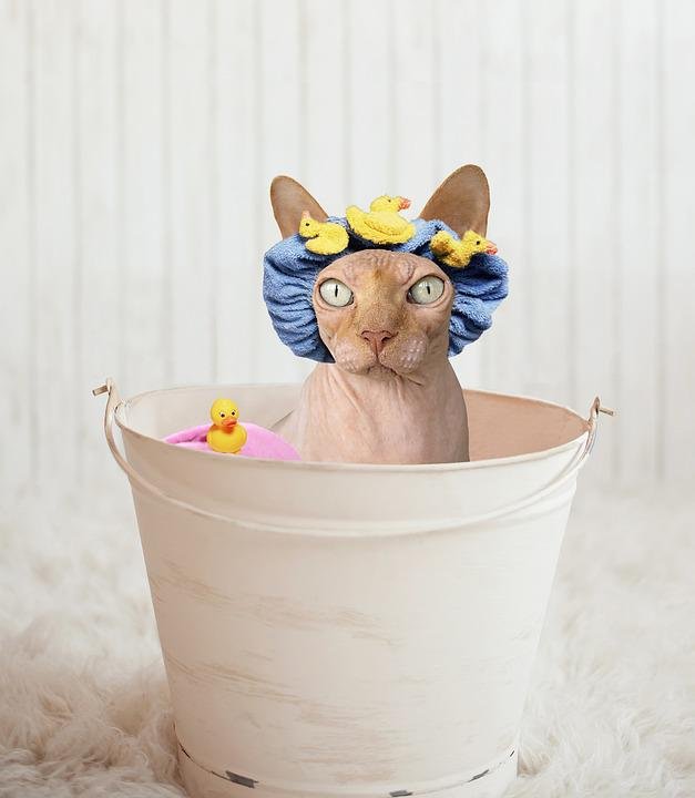 How To Bathe A Kitten2