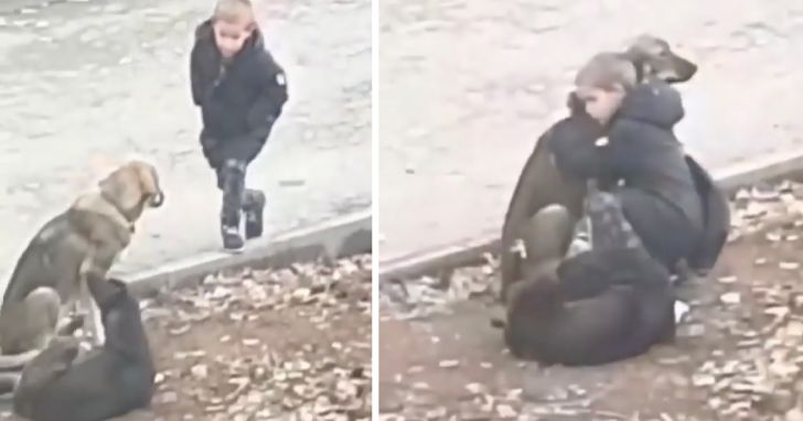 Little Boy Seen Hugging Some Street Dogs On His Way To School