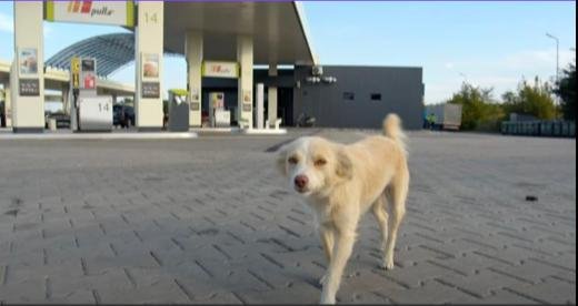 Little Dog Got Passed By At A Gas Station, Got Rescued In The Perfect Time