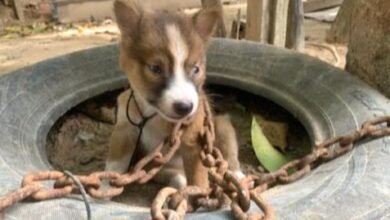 Little Pup Chained Outside As Punishment For Biting One Of The Chickens
