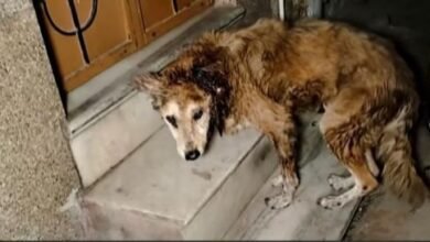 Locals Found The Familiar Dog With Huge Wound, Called Help Immediately