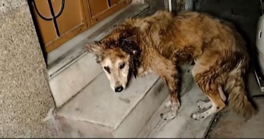 Locals Found The Familiar Dog With Huge Wound, Called Help Immediately