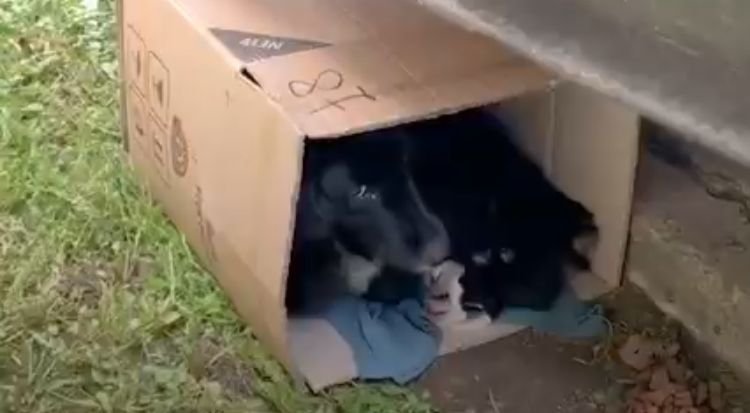Mama Dog And Her Newborn Puppies Found Bundled Up In A Cardboard Box