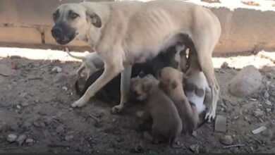 Mama Dog Just Wants To Make Sure Her Puppies Are Safe To Relief
