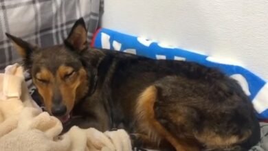 Mama Dog Left Grieved After Losing All Of Her Puppies, Raises Another Species