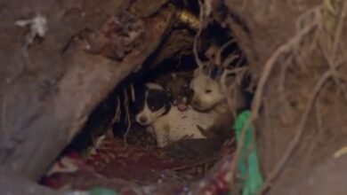 Mama Dog Scared Away Leaving Puppies Cuddling In A Hole 11 Feet In The Ground