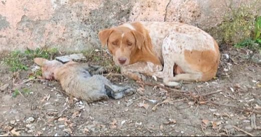 Mama Dog Was Heartbroken As She Lays Beside Her Helpless Dying Puppy