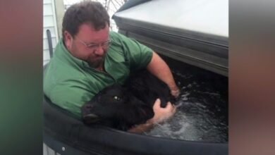 Man Finds Baby Cow Freezing In The Snow, Hugs It And Sits In The Hot Tub
