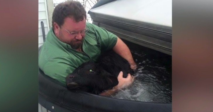 Man Finds Baby Cow Freezing In The Snow, Hugs It And Sits In The Hot Tub