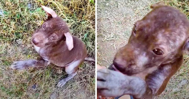 Man Takes In A Stray Dog With A Big Belly And Very Little Fur