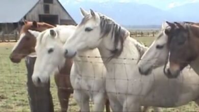 Miniature Stallion Introduced To Group Of Horses, They Interact Gently