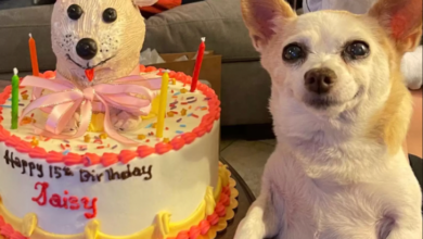 Mom Celebrates Her 15-Year-Old Chihuahua Birthday In Memorable Way