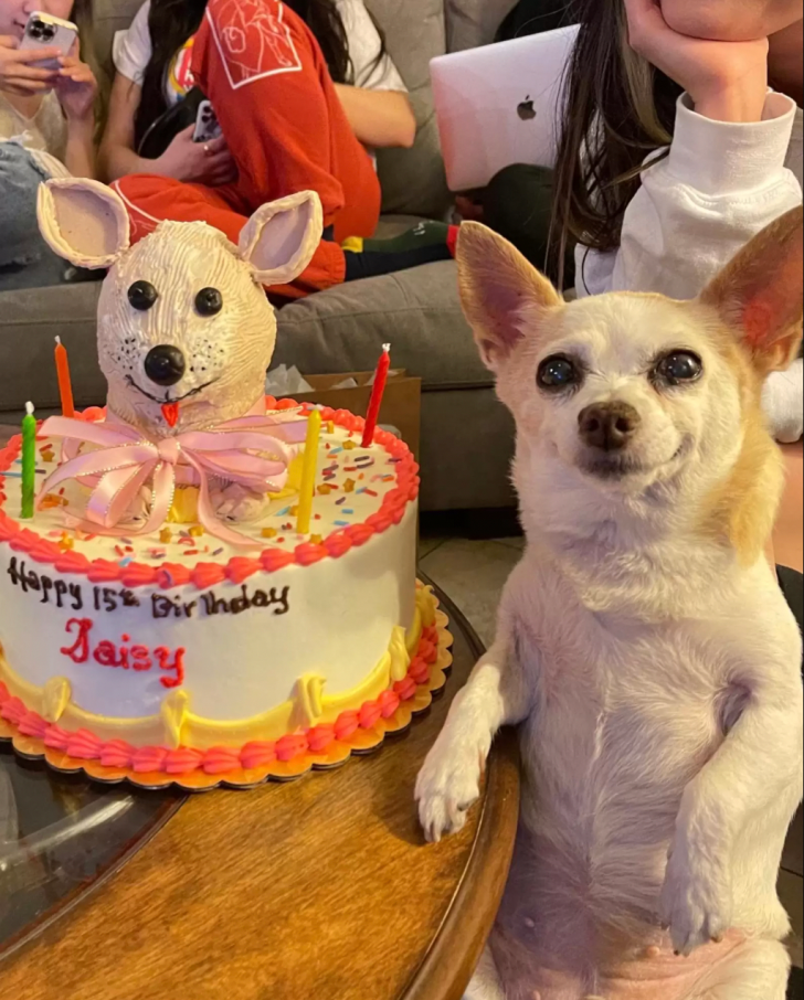 Mom Celebrates Her 15-Year-Old Chihuahua Birthday In Memorable Way