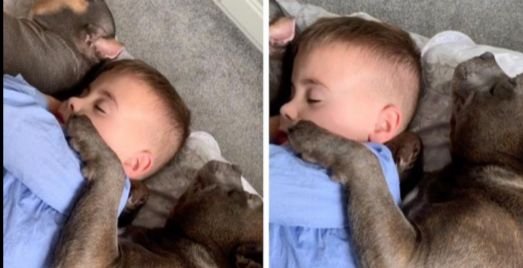 Mom Goes To Check On Her Baby, Finds Him Cuddled Between Puppies