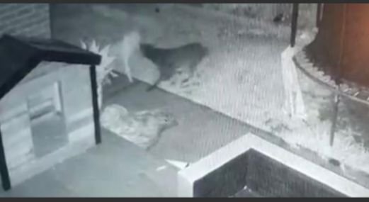 Owner Checks Surveillance Camera & Find His Dog Playing With A Ghost