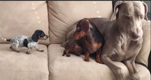 Owners Introduce A Little Dog To Their 2 Inseparable Dogs, They Create Great Trio