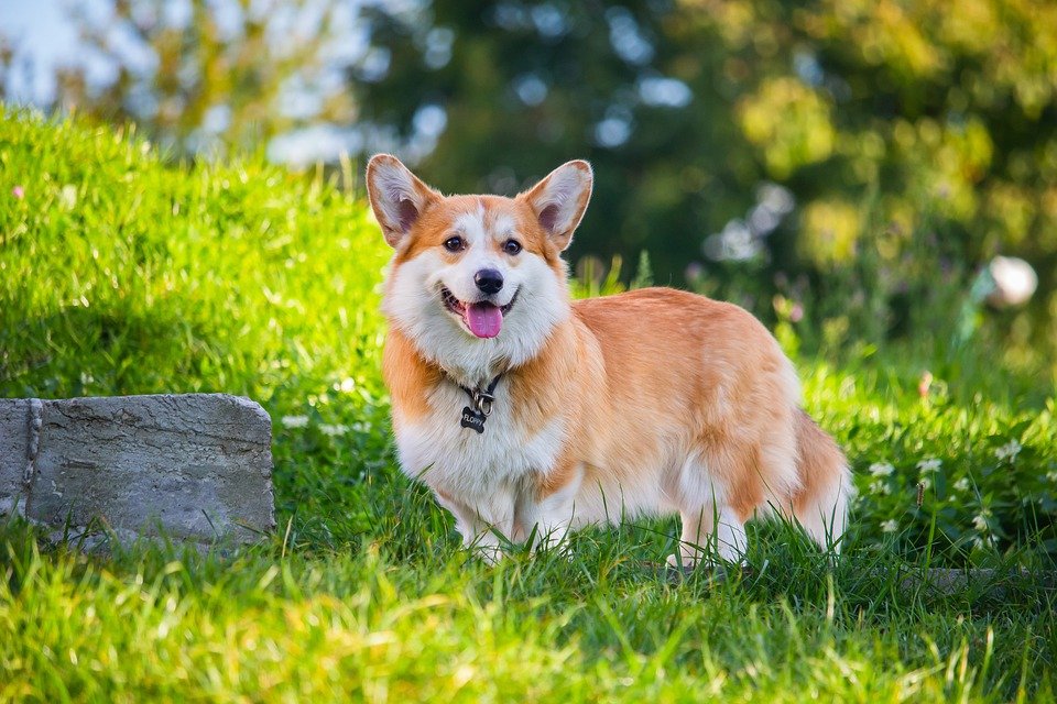 Dogs With Pointy Ears