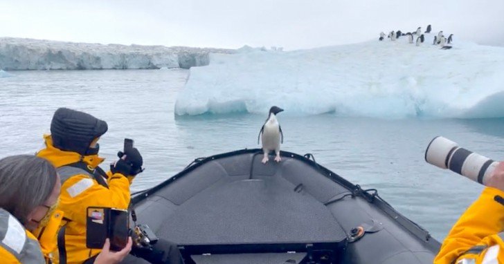 Penguin Jumps Aboard Boat To Avoid Getting Hunted By Leopard Seal