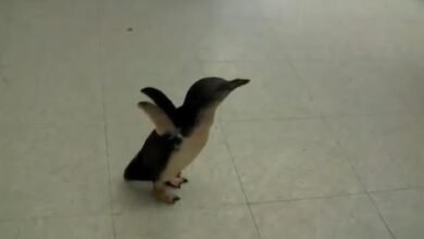 Penguin Waits His Caregiver For So Long, He Flips Out When He Finally Spots Him