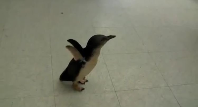 Penguin Waits His Caregiver For So Long, He Flips Out When He Finally Spots Him