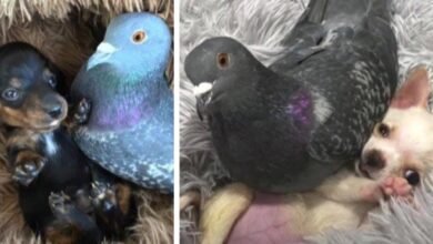 Pigeon Befriends With Dogs After Losing Ability To Fly